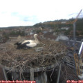 15_15-nest.jpg