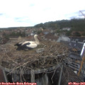 15_20-nest.jpg
