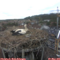 15_25-nest.jpg