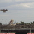 15_30-mast.jpg