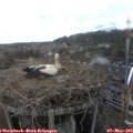 15_30-nest.jpg