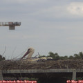 15_35-mast.jpg