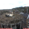 15_35-nest.jpg