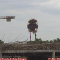 15_40-mast.jpg