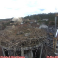 15_40-nest.jpg