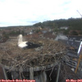15_50-nest.jpg
