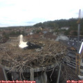 15_55-nest.jpg