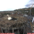 16_05-nest.jpg