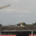 16_15-mast.jpg