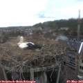 16_15-nest.jpg