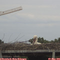 16_20-mast.jpg