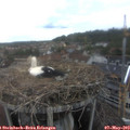 16_20-nest.jpg