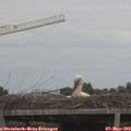 16_25-mast.jpg