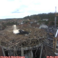 16_25-nest.jpg