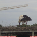 16_30-mast.jpg