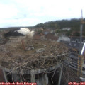 16_30-nest.jpg