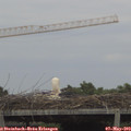 16_40-mast.jpg
