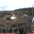 16_40-nest.jpg