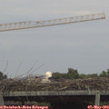 16_45-mast.jpg
