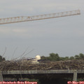 16_50-mast.jpg