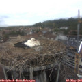 16_50-nest.jpg