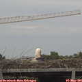 16_55-mast.jpg