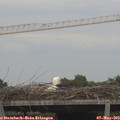 17_00-mast.jpg