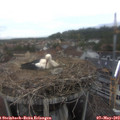 17_00-nest.jpg