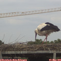 17_05-mast.jpg