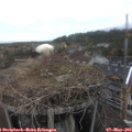 17_05-nest.jpg