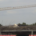 17_10-mast.jpg