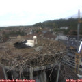 17_10-nest.jpg