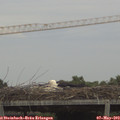 17_20-mast.jpg