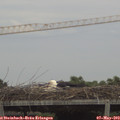 17_25-mast.jpg