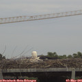 17_30-mast.jpg