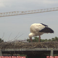17_35-mast.jpg