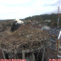 17_35-nest.jpg