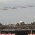 17_40-mast.jpg