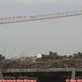 17_45-mast.jpg