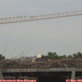 17_50-mast.jpg
