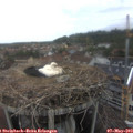 17_50-nest.jpg