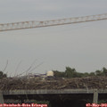 17_55-mast.jpg