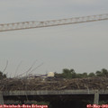 18_00-mast.jpg