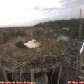 18_00-nest.jpg