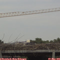 18_05-mast.jpg
