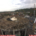 18_05-nest.jpg