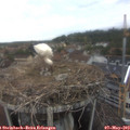 18_15-nest.jpg