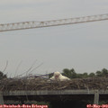 18_20-mast.jpg