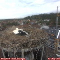 18_20-nest.jpg