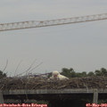 18_25-mast.jpg